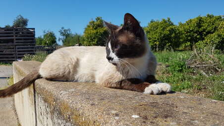 Photo of Street cat Chocolate
