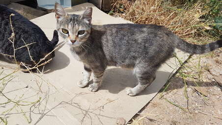 Photo of Street cat Camila