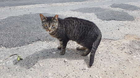 Photo of Street cat Almeira